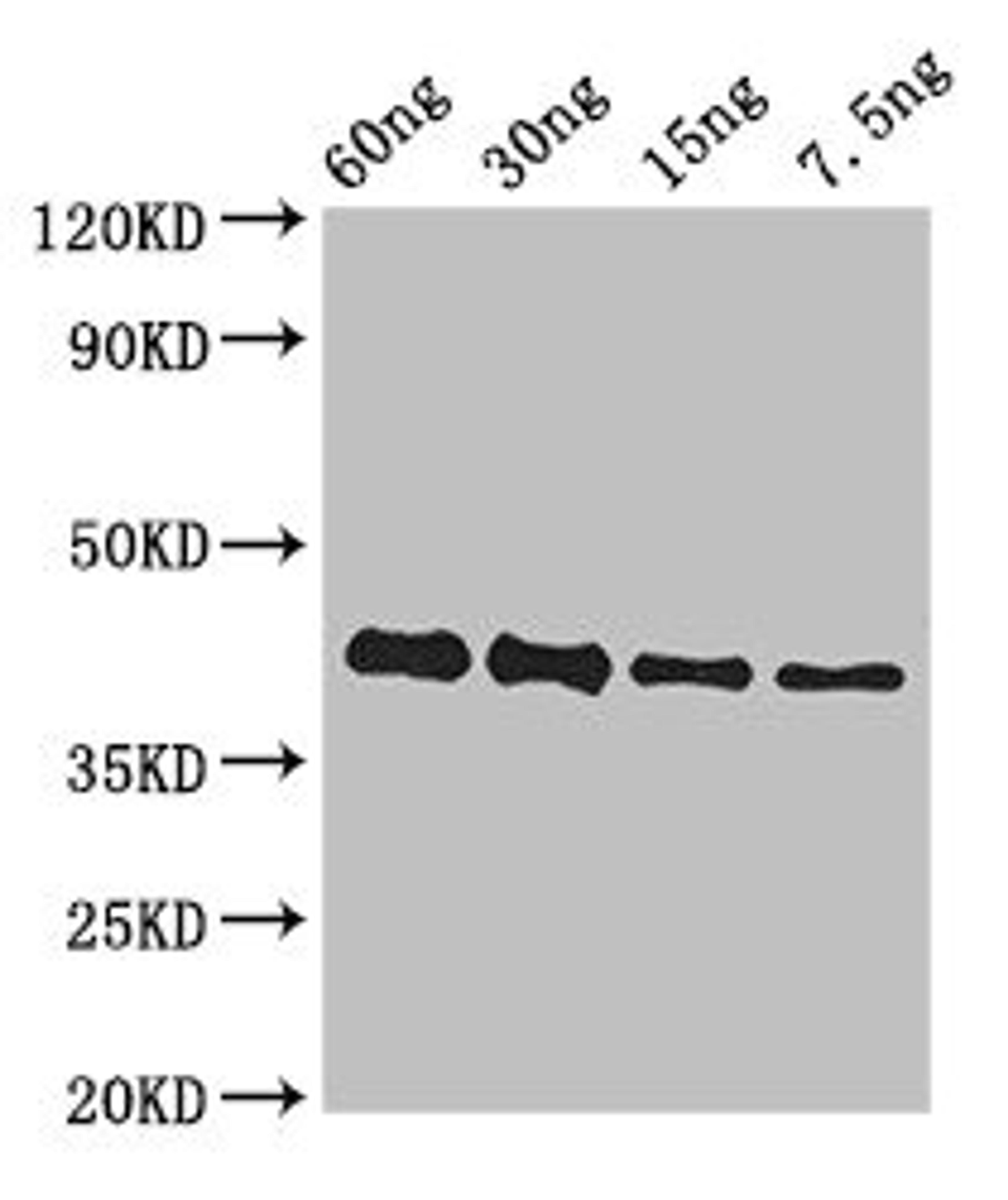 Western Blot. Positive WB detected in Recombinant protein. All lanes: GP antibody at 3ug/ml. Secondary. Goat polyclonal to rabbit IgG at 1/50000 dilution. predicted band size: 42 kDa. observed band size: 42 kDa.