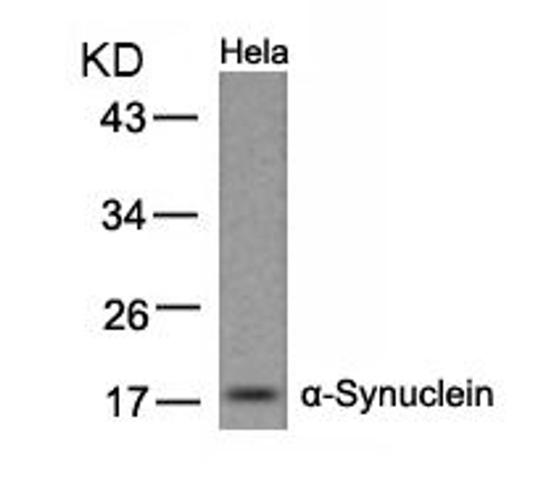 Western blot analysis of lysed extracts from HeLa cells using α-Synuclein (Ab-133).