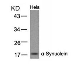 Western blot analysis of lysed extracts from HeLa cells using α-Synuclein (Ab-133).