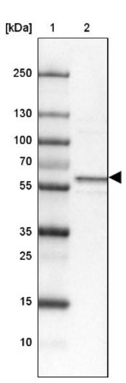 Western Blot: Syntaxin Binding Protein 4 Antibody [NBP1-92471] - Lane 1: Marker [kDa] 250, 130, 100, 70, 55, 35, 25, 15, 10<br/>Lane 2: Tonsil