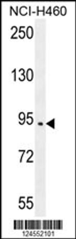 Western blot analysis in NCI-H460 cell line lysates (35ug/lane).