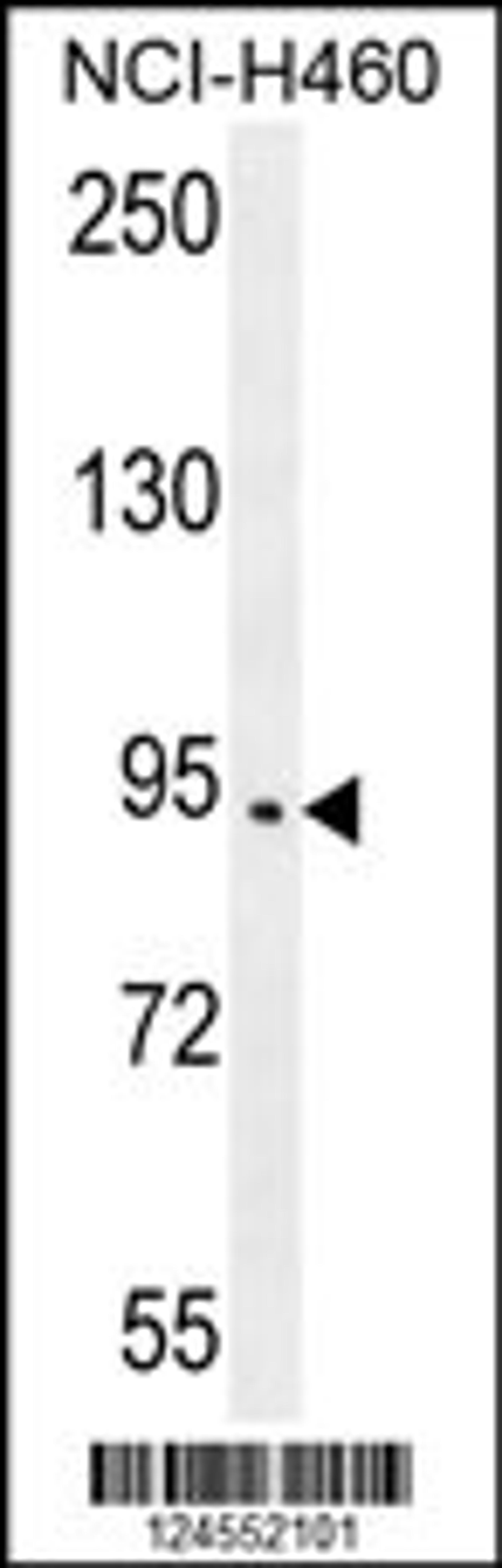 Western blot analysis in NCI-H460 cell line lysates (35ug/lane).