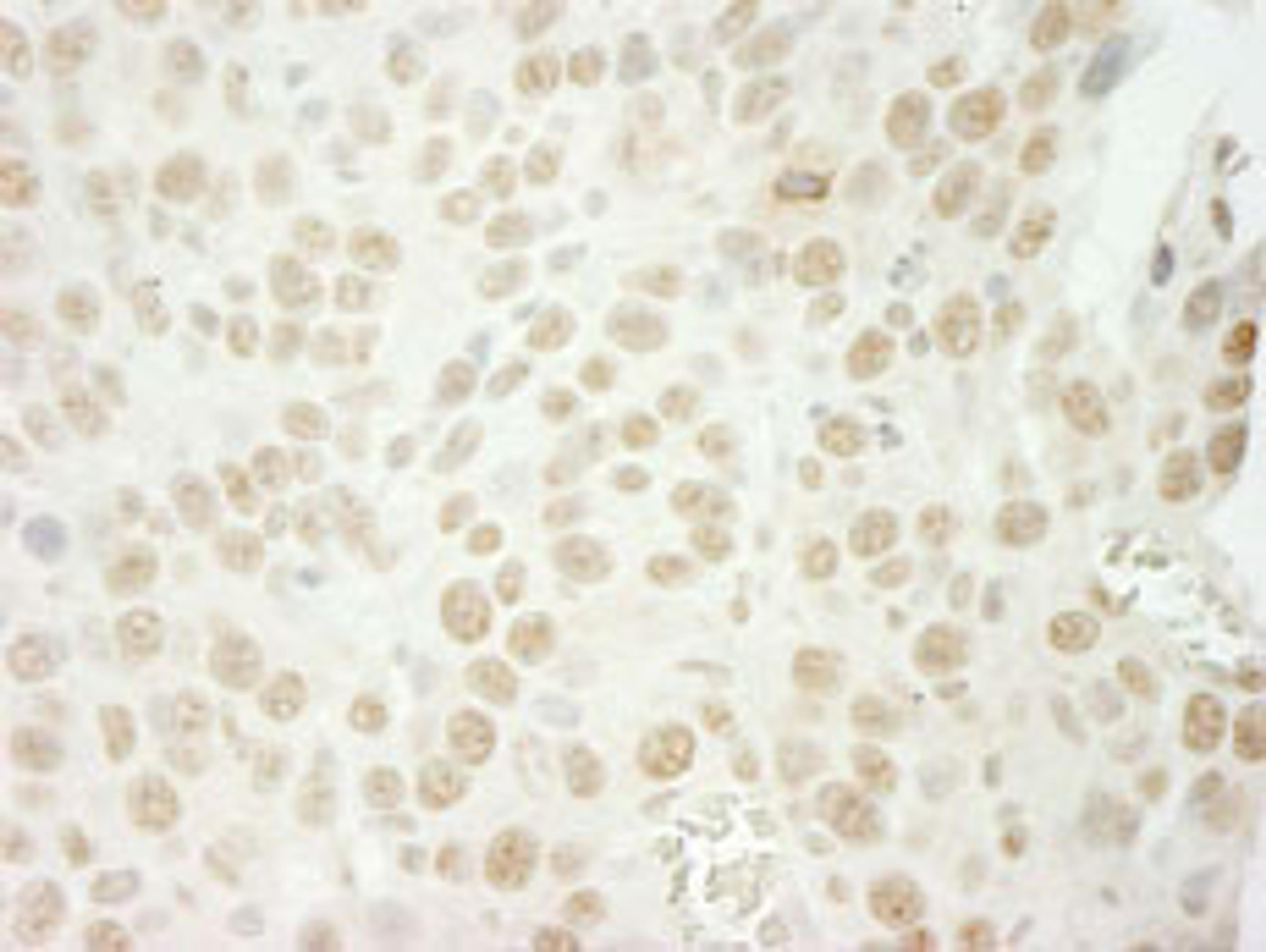 Detection of mouse U2AF35 by immunohistochemistry.