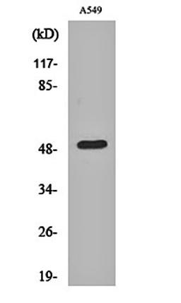 Western blot analysis of A549 cell lysates using Dynactin 2 antibody