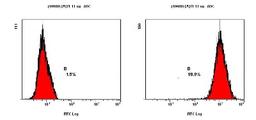 Flow Cytometry: Survivin Antibody (60.11) [NB500-205] - Staining of NTERA-2 cells using NB500-205 at a 1:2000 dilution detected using Dylight-488 conjugated goat anti-mouse IgG secondary antibody.