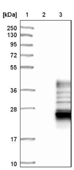 Western Blot: FNDC9 Antibody [NBP1-86771] - Lane 1: Marker [kDa] 250, 130, 95, 72, 55, 36, 28, 17, 10<br/>Lane 2: Negative control (vector only transfected HEK293T lysate)<br/>Lane 3: Over-expression lysate (Co-expressed with a C-terminal myc-DDK tag (~3.1 kDa) in mammalian HEK293T cells, LY424328)