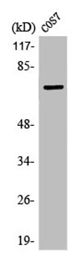 Western Blot analysis of COS7 cells using LIMK-1/2 Polyclonal Antibody