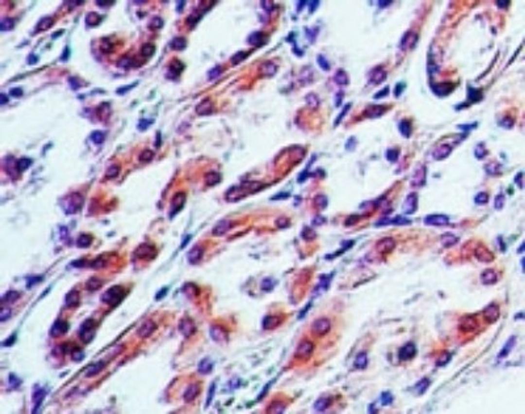 Immunohistochemistry-Paraffin: TRAIL Antibody (55B709.3) [NB100-56518] - Analysis of TRAIL in human kidney using TRAIL antibody at 5 ug/ml.