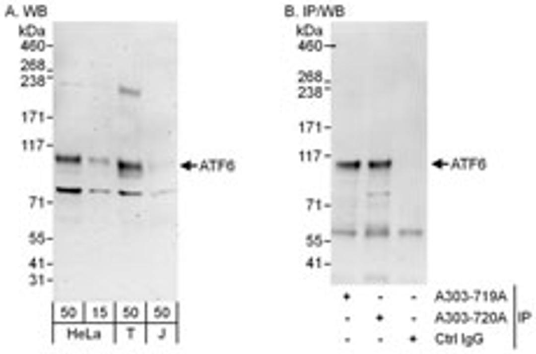 Detection of human ATF6 by western blot and immunoprecipitation.