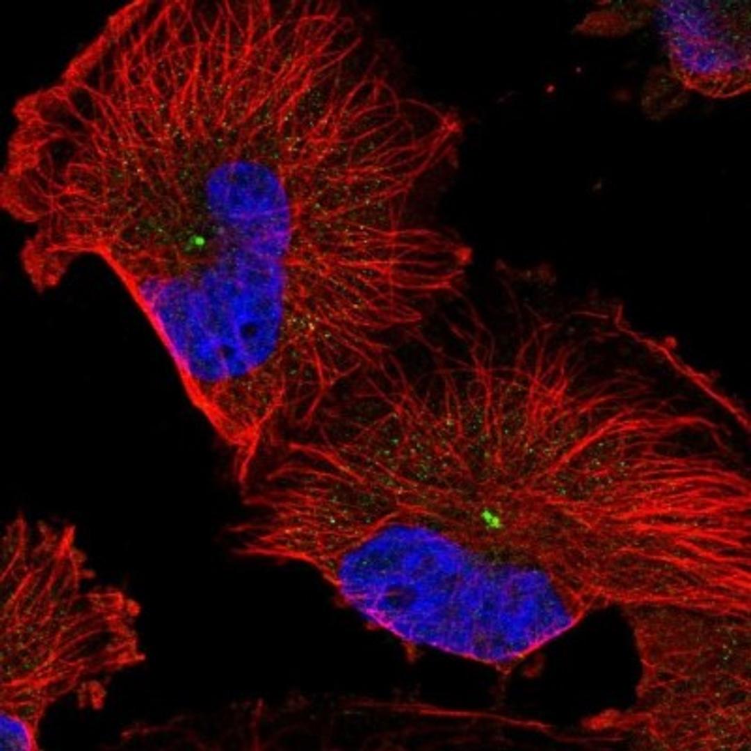 Immunofluorescence: RMD1 Antibody [NBP1-88089] - Staining of human cell line U-251 MG shows positivity in centrosome.