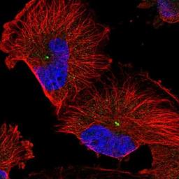 Immunofluorescence: RMD1 Antibody [NBP1-88089] - Staining of human cell line U-251 MG shows positivity in centrosome.