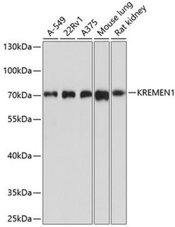 Western blot - KREMEN1 antibody (A10507)