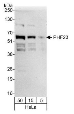 Detection of human PHF23 by western blot.