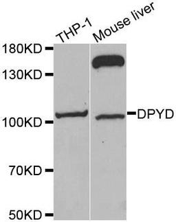 Western blot analysis of extracts of various cell lines using DPYD antibody