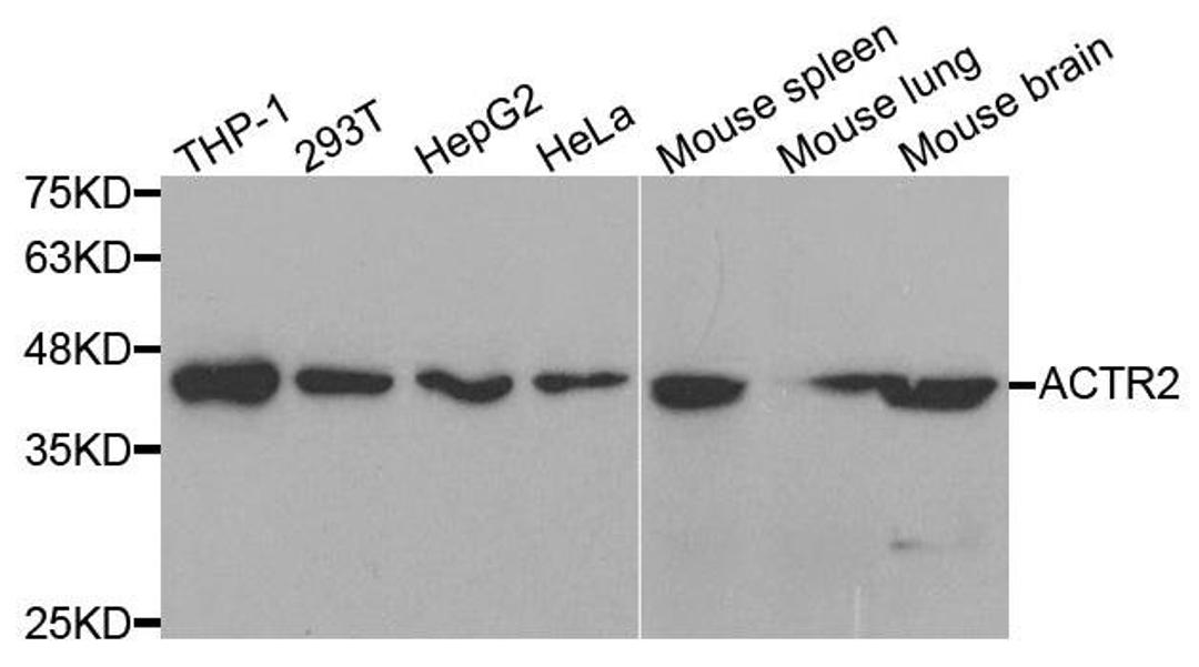 Western blot analysis of extracts of various cell lines using ACTR2 antibody