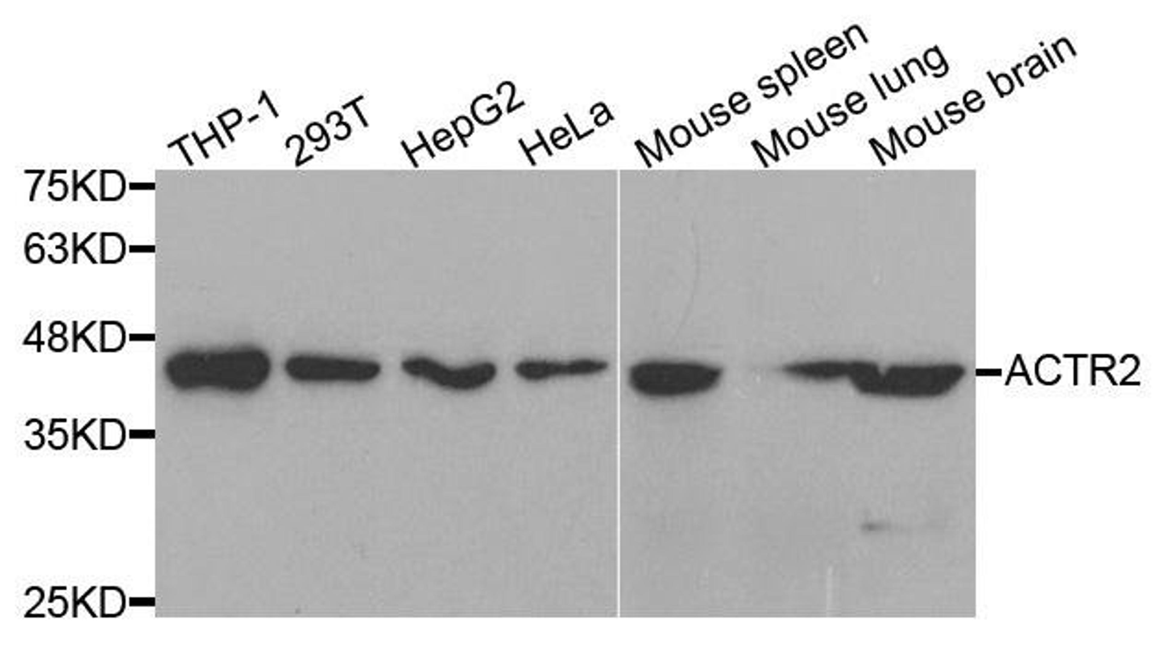 Western blot analysis of extracts of various cell lines using ACTR2 antibody