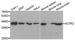 Western blot analysis of extracts of various cell lines using ACTR2 antibody
