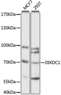 Western blot - DIXDC1 antibody (A15542)