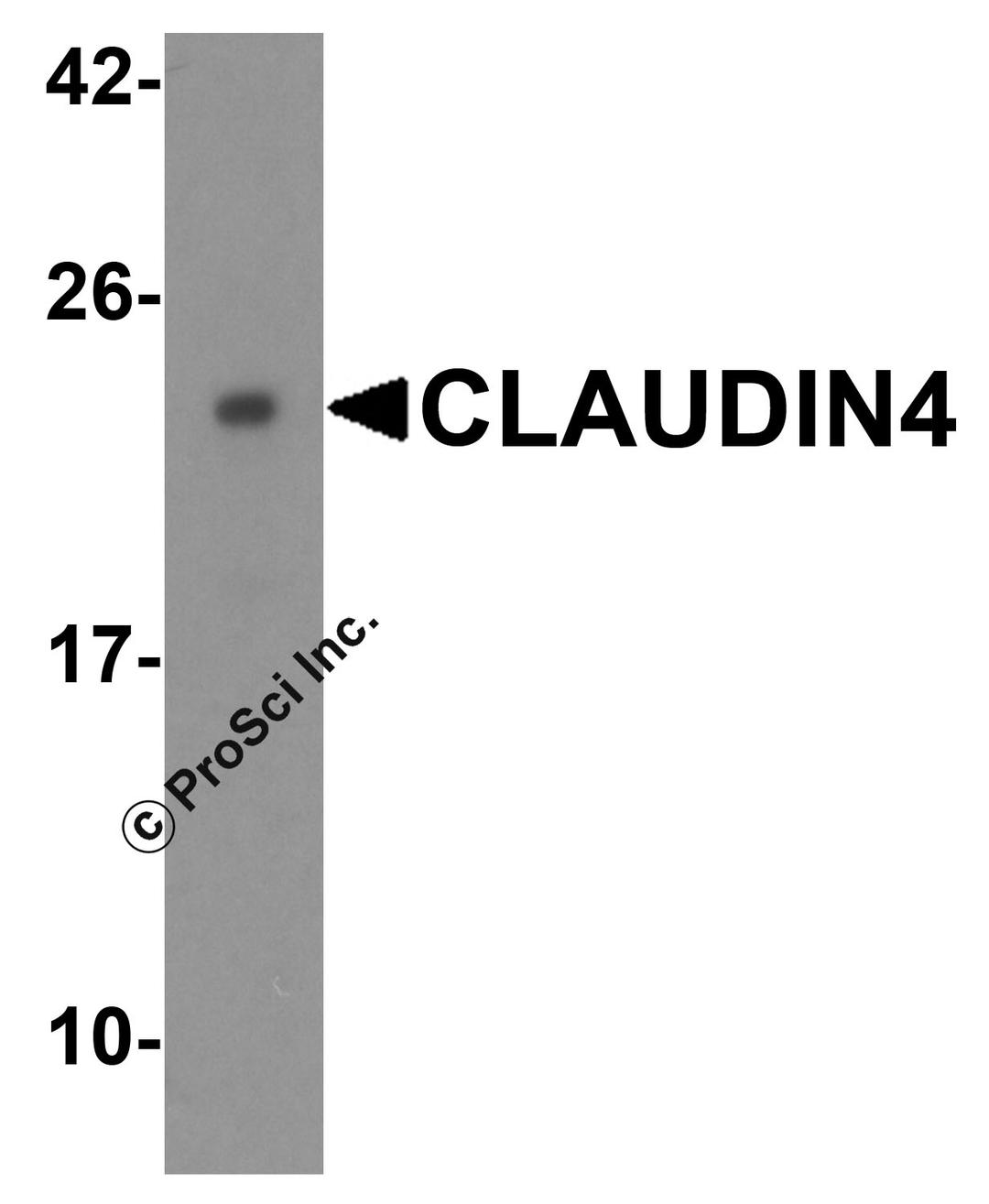 Western blot analysis of CLAUDIN4 in HeLa cell lysate with CLAUDIN4 antibody at 0.5 μg/mL.