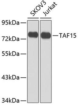 Western blot - TAF15 antibody (A8465)