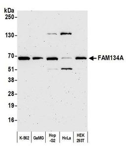 Detection of human FAM134A by WB.