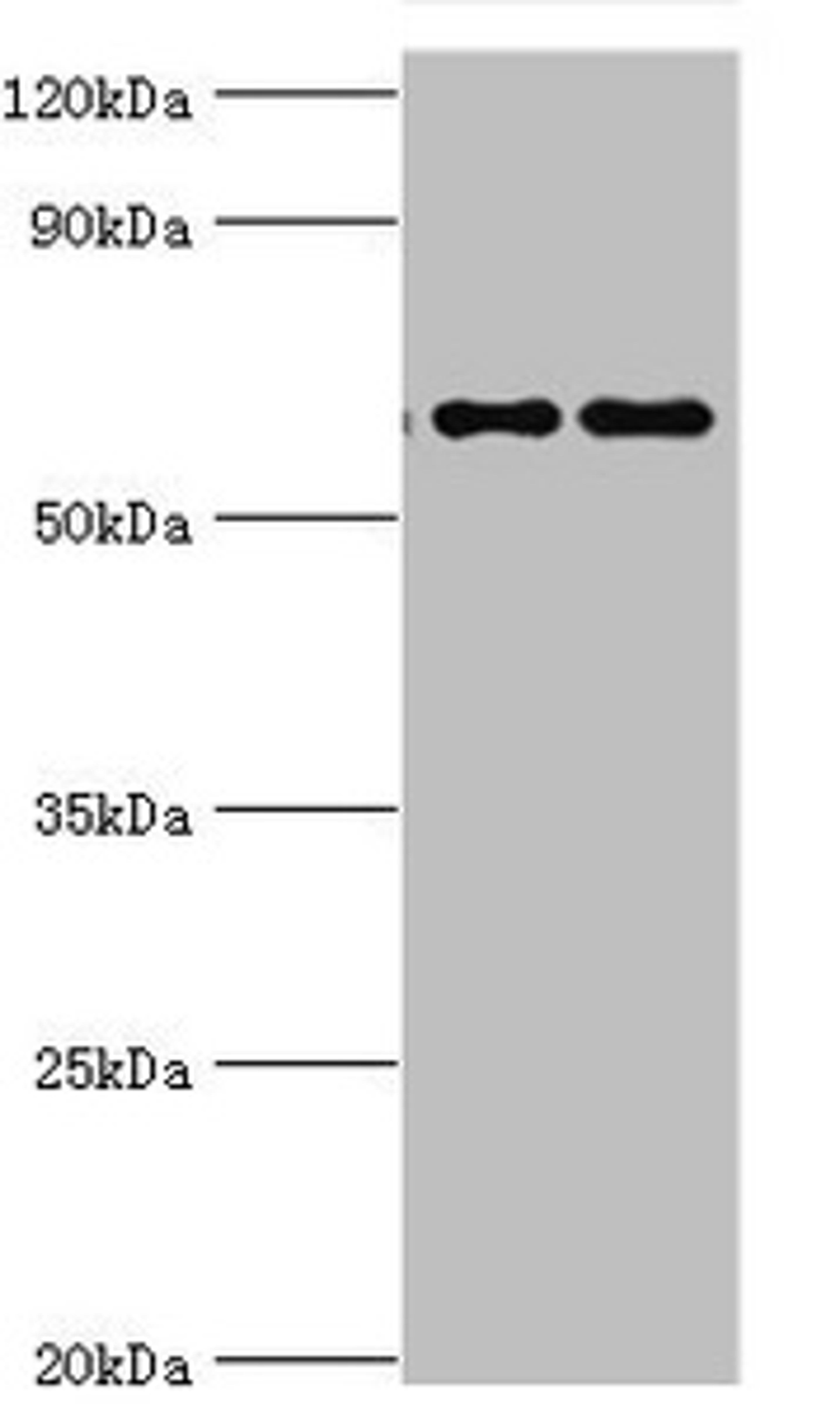 Western blot. All lanes: Far upstream element-binding protein 3 antibody at 2ug/ml. Lane 1: Hela whole cell lysate. Lane 2: HepG2 whole cell lysate. Secondary. Goat polyclonal to rabbit IgG at 1/10000 dilution. Predicted band size: 62, 29 kDa. Observed band size: 62 kDa. 