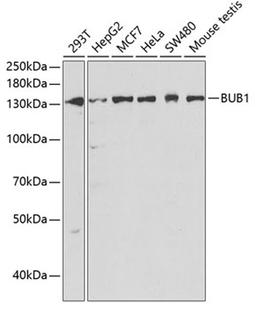 Western blot - BUB1 antibody (A1929)