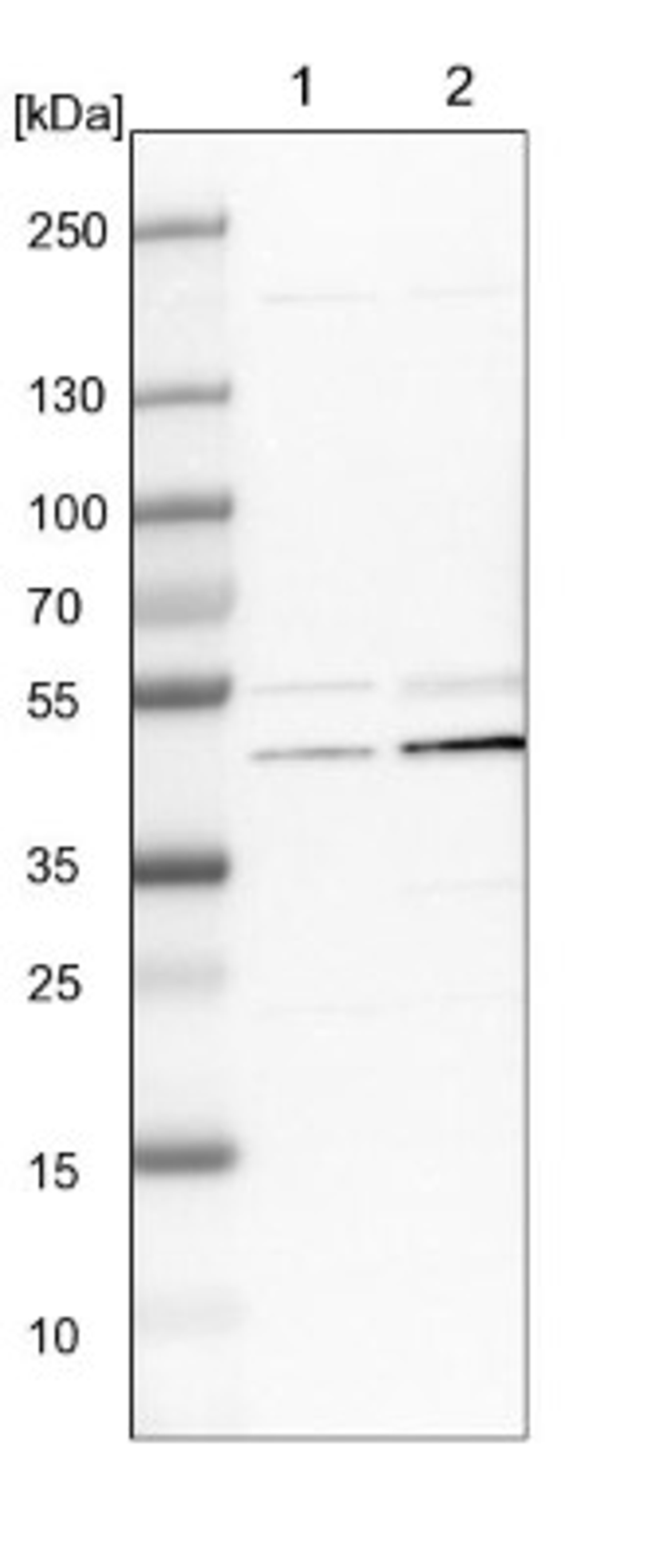 Western Blot: UQCRC2 Antibody [NBP1-80861] - Lane 1: NIH-3T3 cell lysate (Mouse embryonic fibroblast cells)<br/>Lane 2: NBT-II cell lysate (Rat Wistar bladder tumour cells)