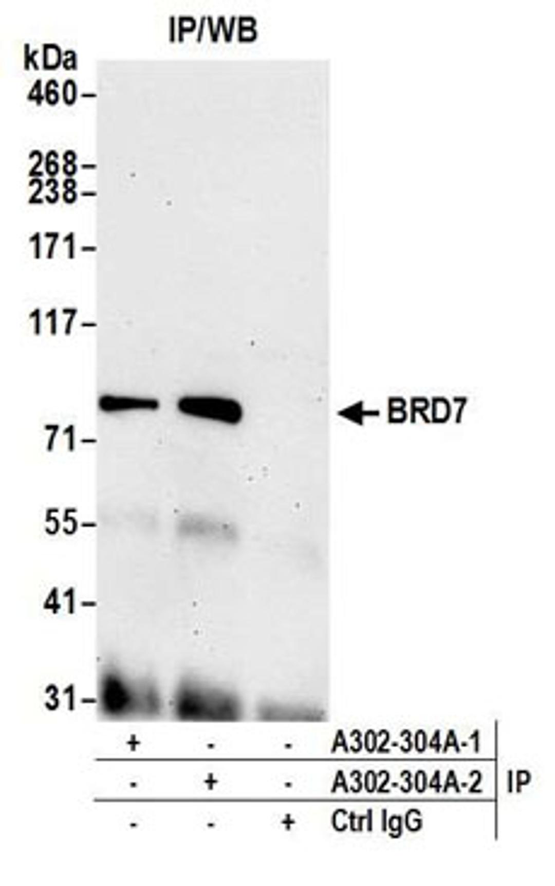 Detection of human BRD7 by western blot of immunoprecipitates.