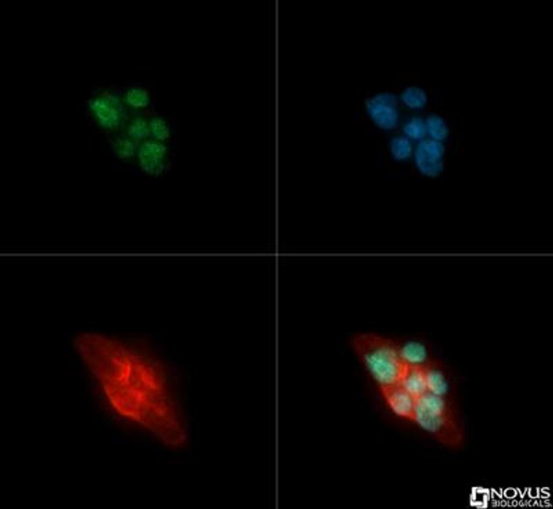 Immunocytochemistry/Immunofluorescence: HDAC5 Antibody [NBP2-22152] - HDAC5 antibody was tested in A431 cells with FITC (green). Nuclei and alpha-tubulin were counterstained with DAPI (blue) and Dylight 550 (red).