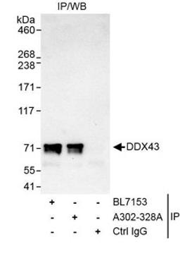 Detection of human DDX43 by western blot of immunoprecipitates.