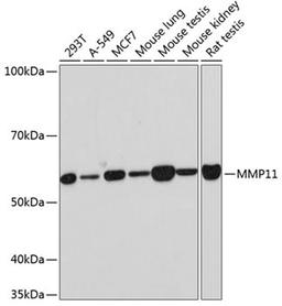 Western blot - MMP11 Rabbit mAb (A11088)