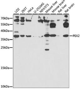 Western blot - PEX2 antibody (A15308)