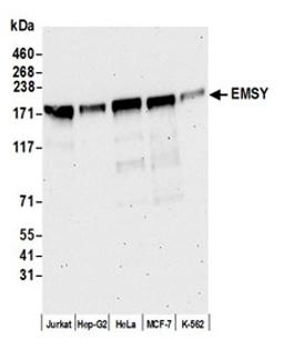 Detection of human EMSY by western blot.