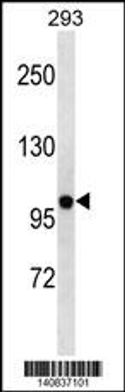 Western blot analysis in 293 cell line lysates (35ug/lane).