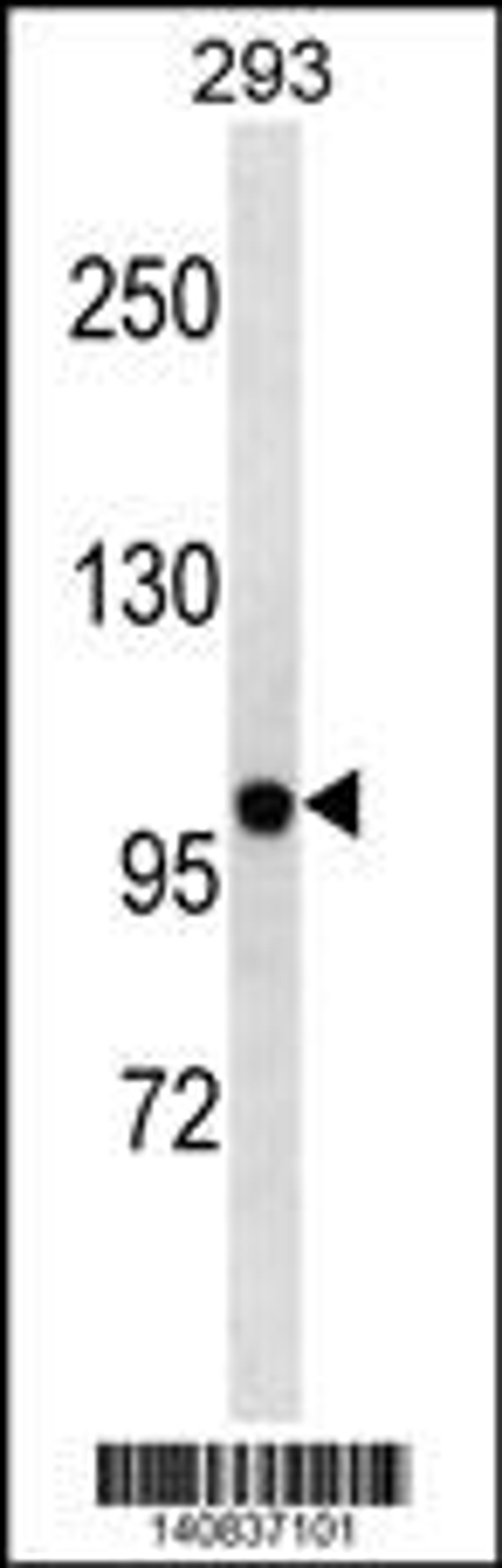 Western blot analysis in 293 cell line lysates (35ug/lane).