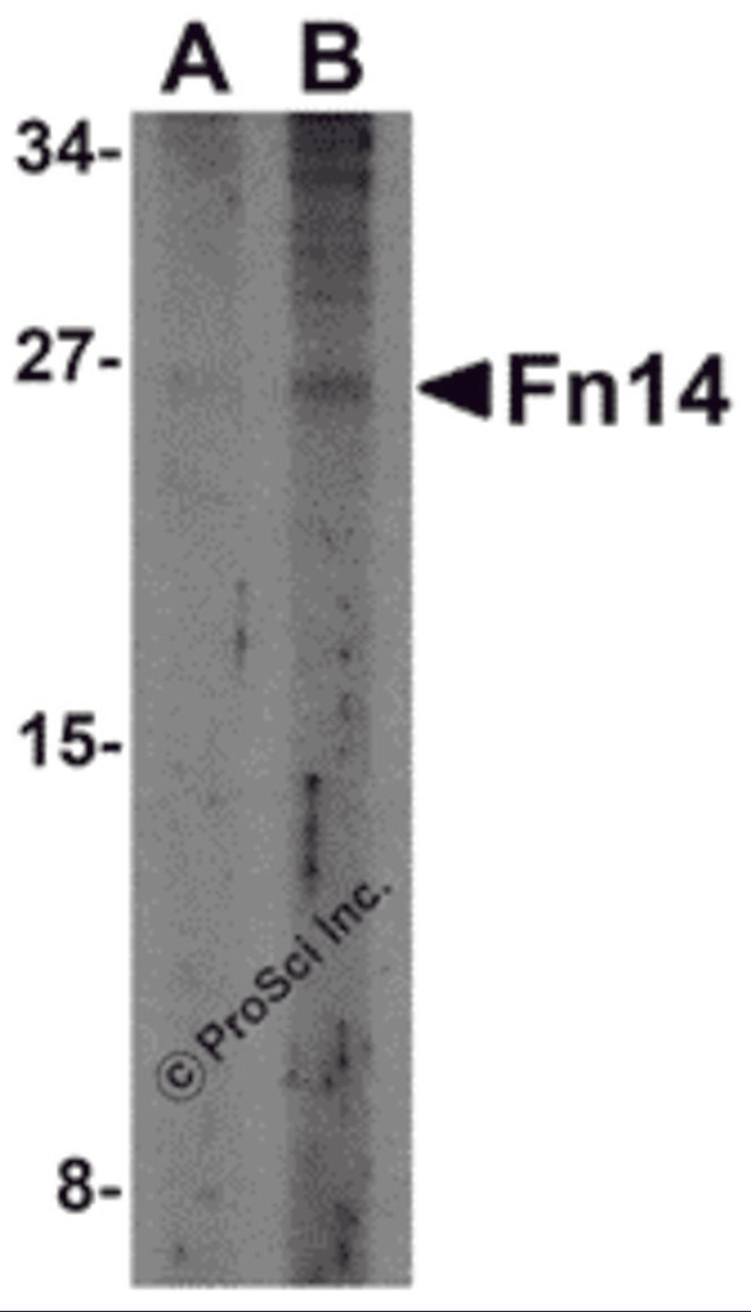 Western blot analysis of Fn14 in HepG2 cells with Fn14 antibody at (A) 2 and (B) 4 μg/mL.