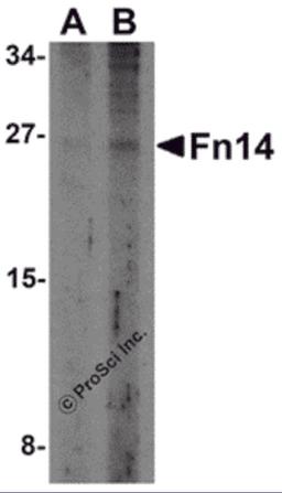 Western blot analysis of Fn14 in HepG2 cells with Fn14 antibody at (A) 2 and (B) 4 μg/mL.