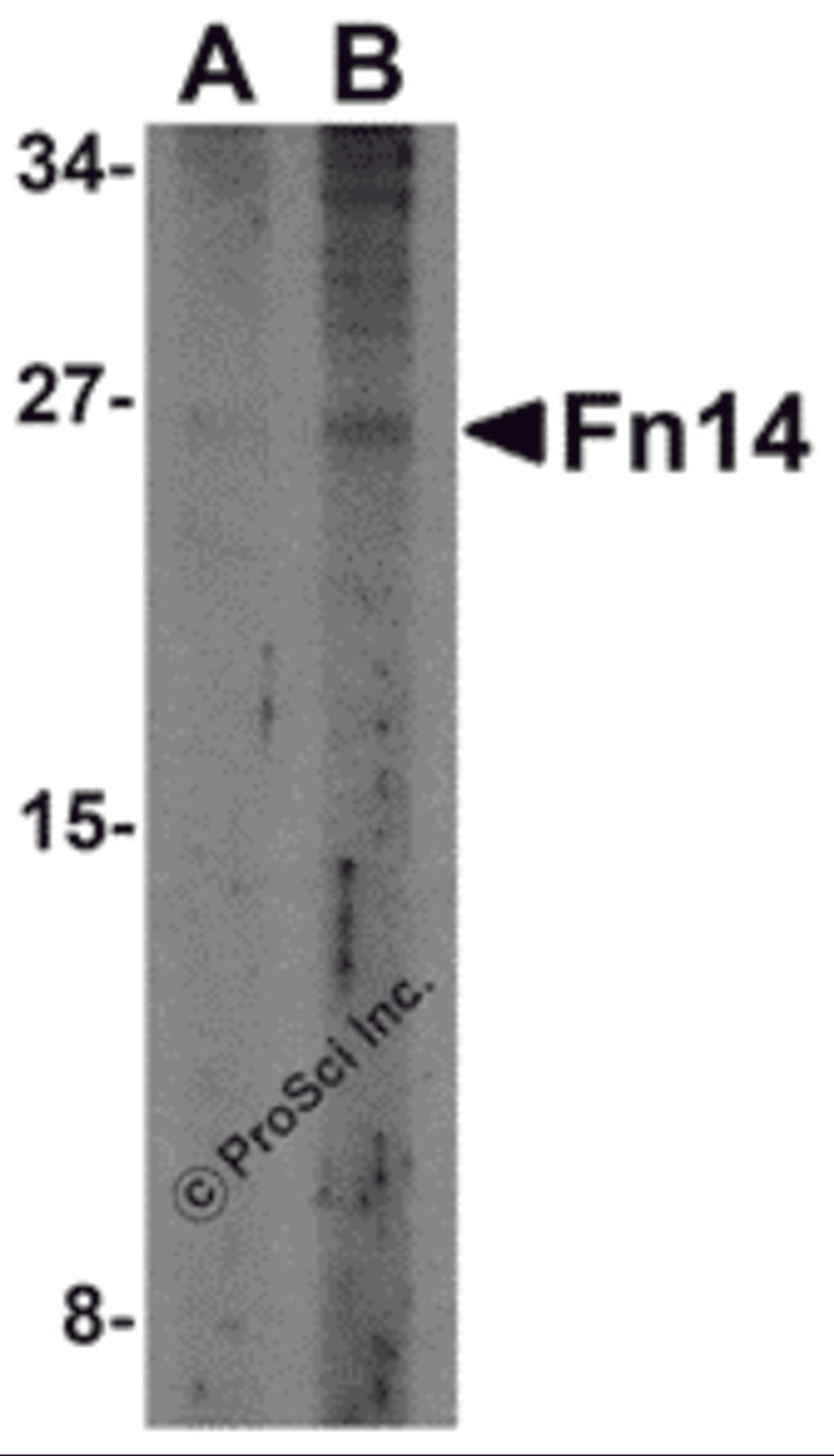 Western blot analysis of Fn14 in HepG2 cells with Fn14 antibody at (A) 2 and (B) 4 μg/mL.