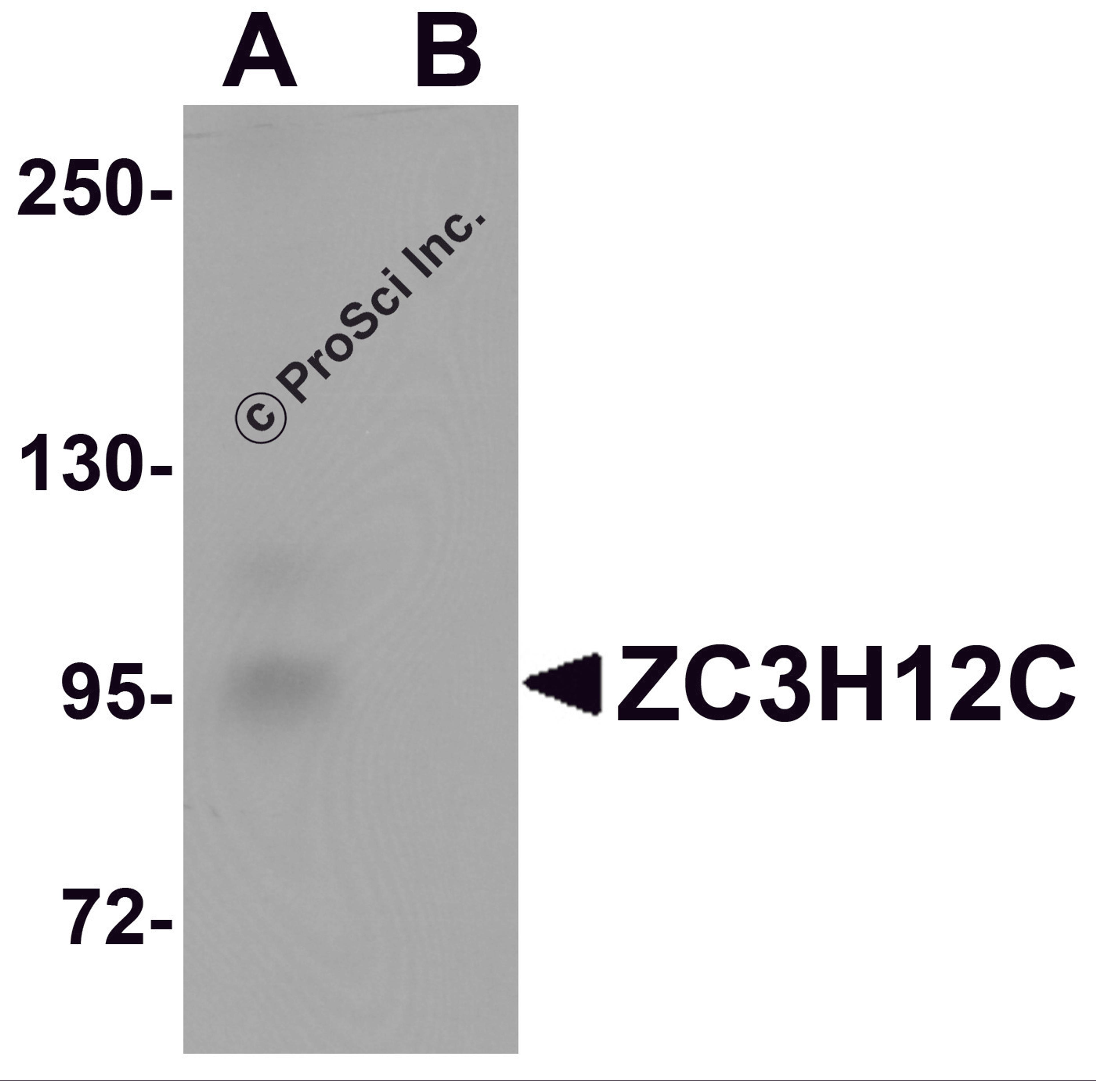 Western blot analysis of ZC3H12C in rat brain tissue lysate with ZC3H12C antibody at 1 &#956;g/mL in (A) the absence and (B) the presence of blocking peptide.