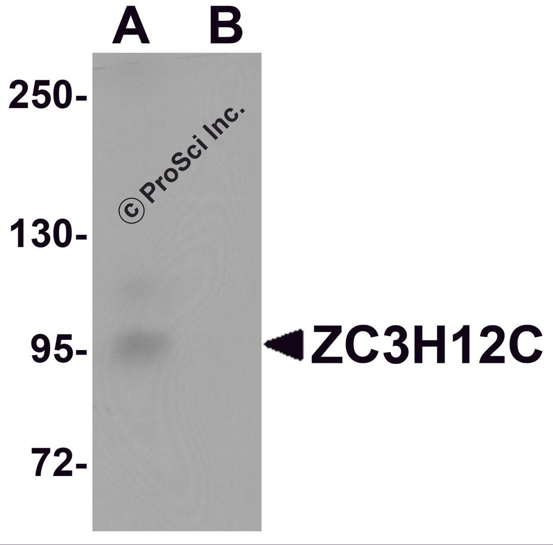 Western blot analysis of ZC3H12C in rat brain tissue lysate with ZC3H12C antibody at 1 μg/mL in (A) the absence and (B) the presence of blocking peptide.