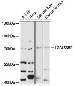 Western blot - LGALS3BP antibody (A12005)