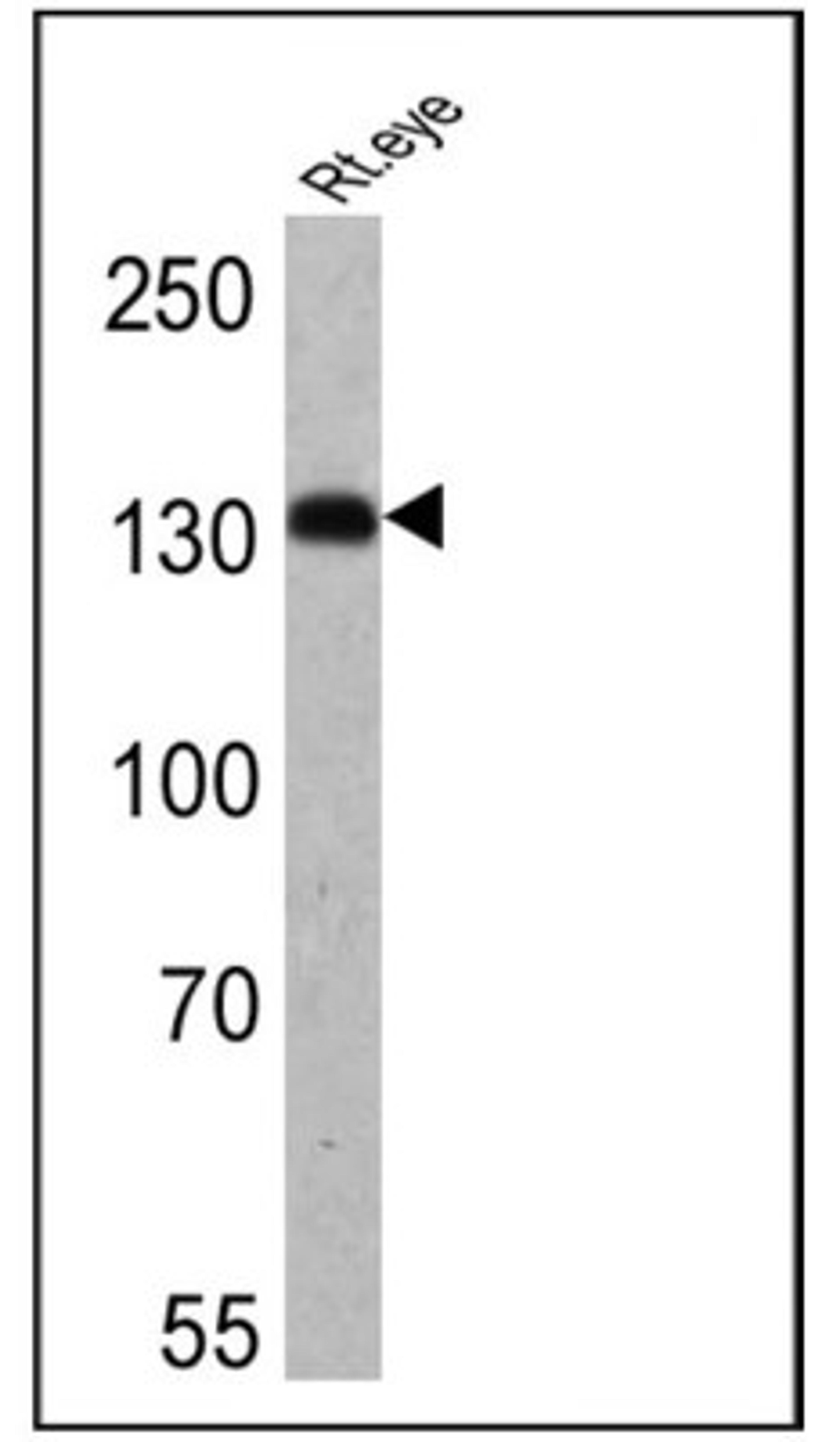 Western Blot: HCN4 Antibody (SHG 1E5) [NB100-74439] - Analysis of 25 ug of rat eye lysate onto an SDS polyacrylamide gel.