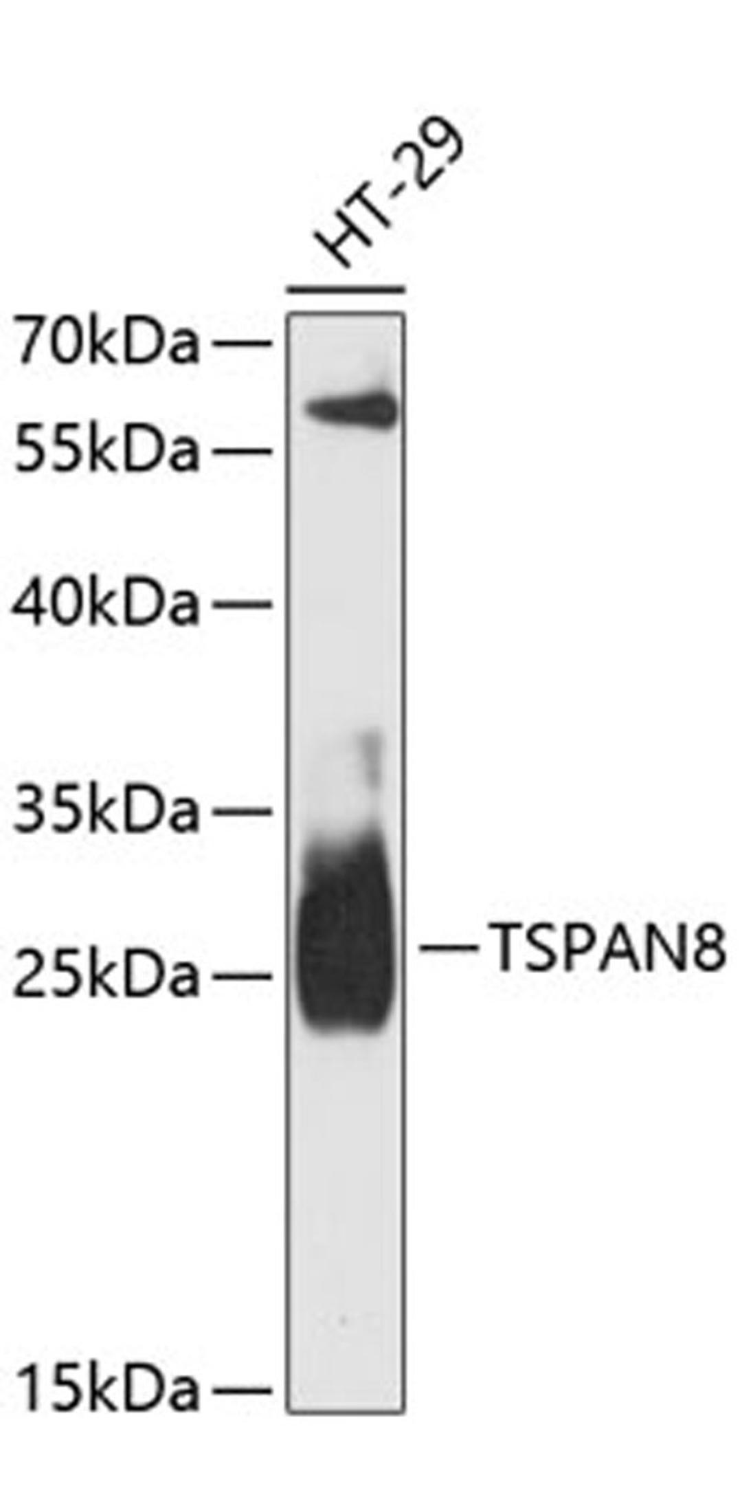 Western blot - TSPAN8 antibody (A13267)