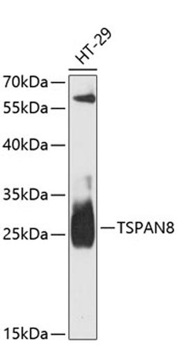 Western blot - TSPAN8 antibody (A13267)