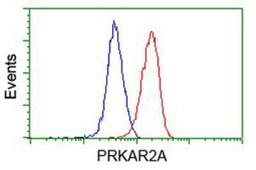 Flow Cytometry: PKA R2 Antibody (1F8) [NBP2-02520] - Analysis of Hela cells, using anti-PKA R2 antibody, (Red), compared to a nonspecific negative control antibody (Blue).