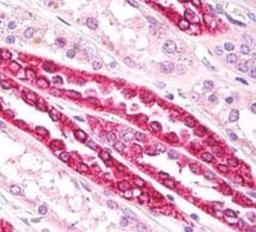 Immunohistochemistry-Paraffin: beta Tubulin Antibody [NB100-56459] - Formalin-fixed paraffin-embedded human kidney tubules stained with b-Tubulin antibody 10 ug/ml.    Staining of formalin-fixed tissues is enhanced by boiling tissue sections in 10 mM sodium citrate buffer, pH 6.0 for 10-20 min followed by cooling at RT for 20 min.