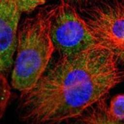 Immunocytochemistry/Immunofluorescence: Annexin A4 Antibody [NBP1-90151] - Staining of human cell line U-251MG shows positivity in cytoplasm.