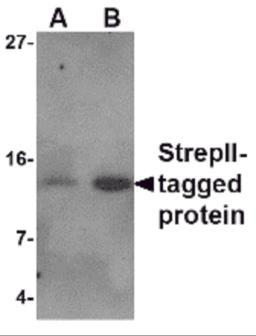 Western blot analysis of (A) 5 and (B) 25ng of StrepII-tagged recombinant protein with StrepII antibody at 1 &#956;g/mL.