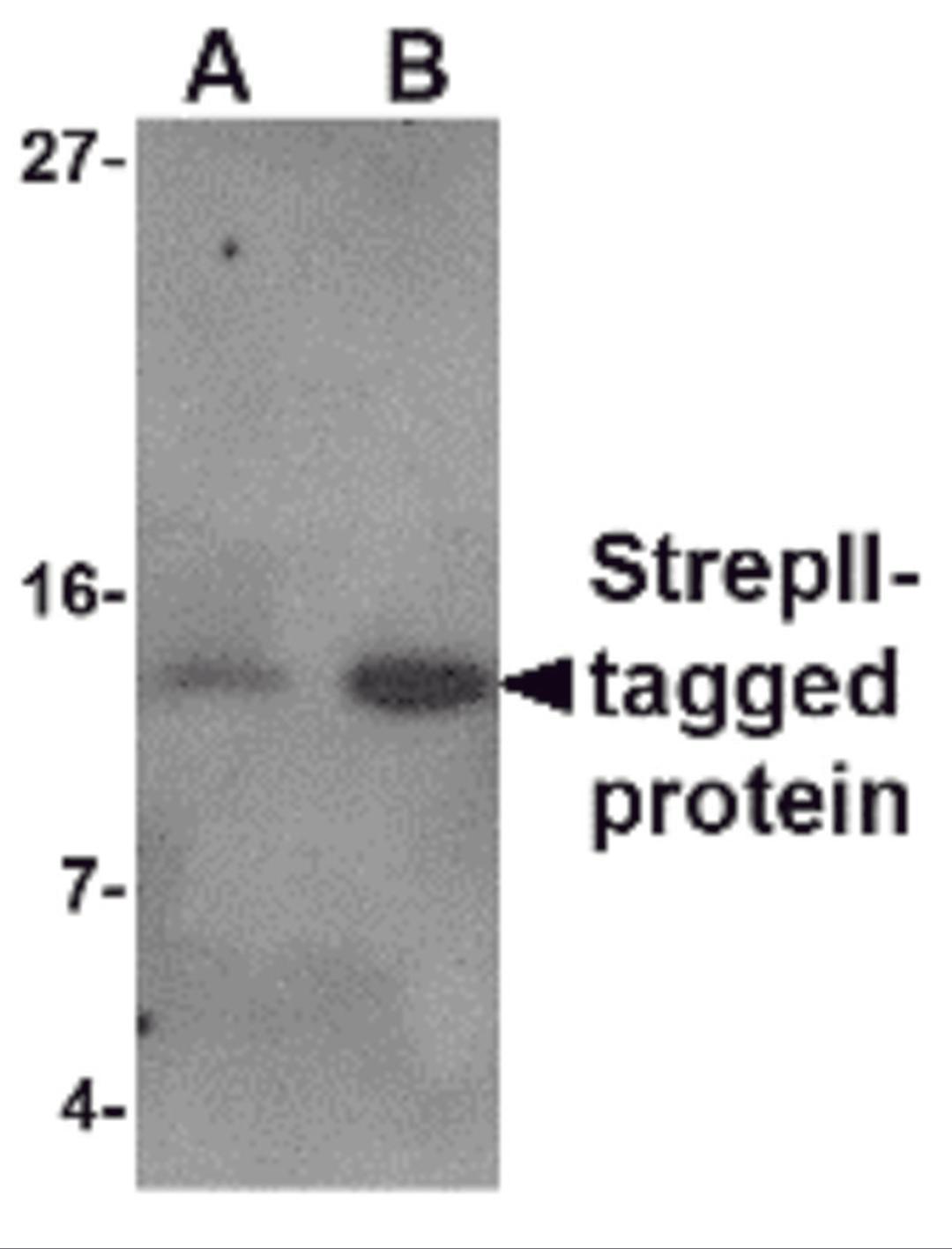 Western blot analysis of (A) 5 and (B) 25ng of StrepII-tagged recombinant protein with StrepII antibody at 1 μg/mL.
